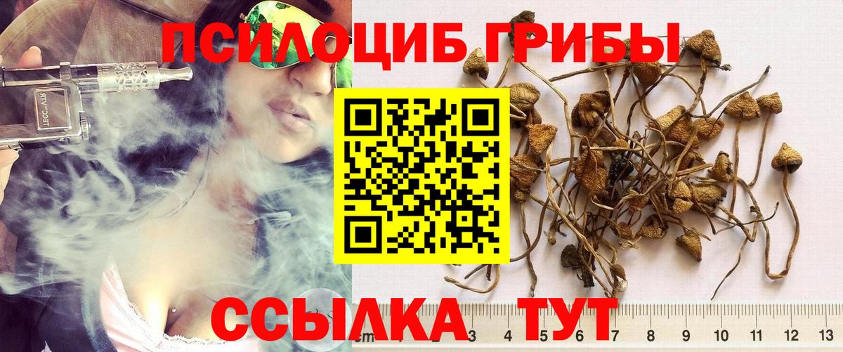Хасавюрт  Галлюциногенные грибы Psilocybe  Вход с VPN 